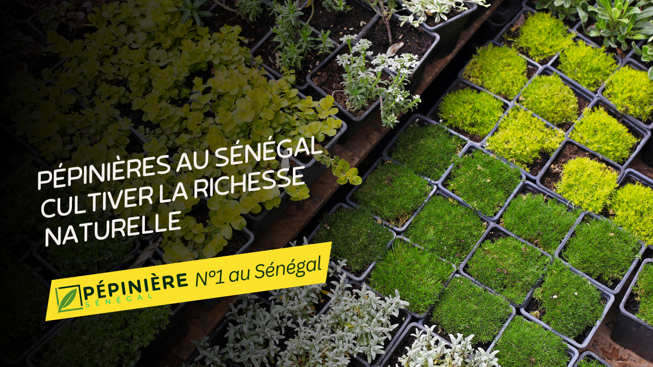Pépinières au Sénégal : Cultiver la Richesse Naturelle et Promouvoir le Développement Durable