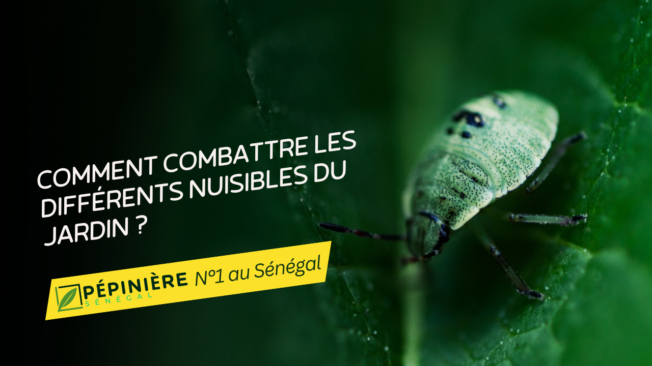 Comment combattre les différents nuisibles du jardin ? 