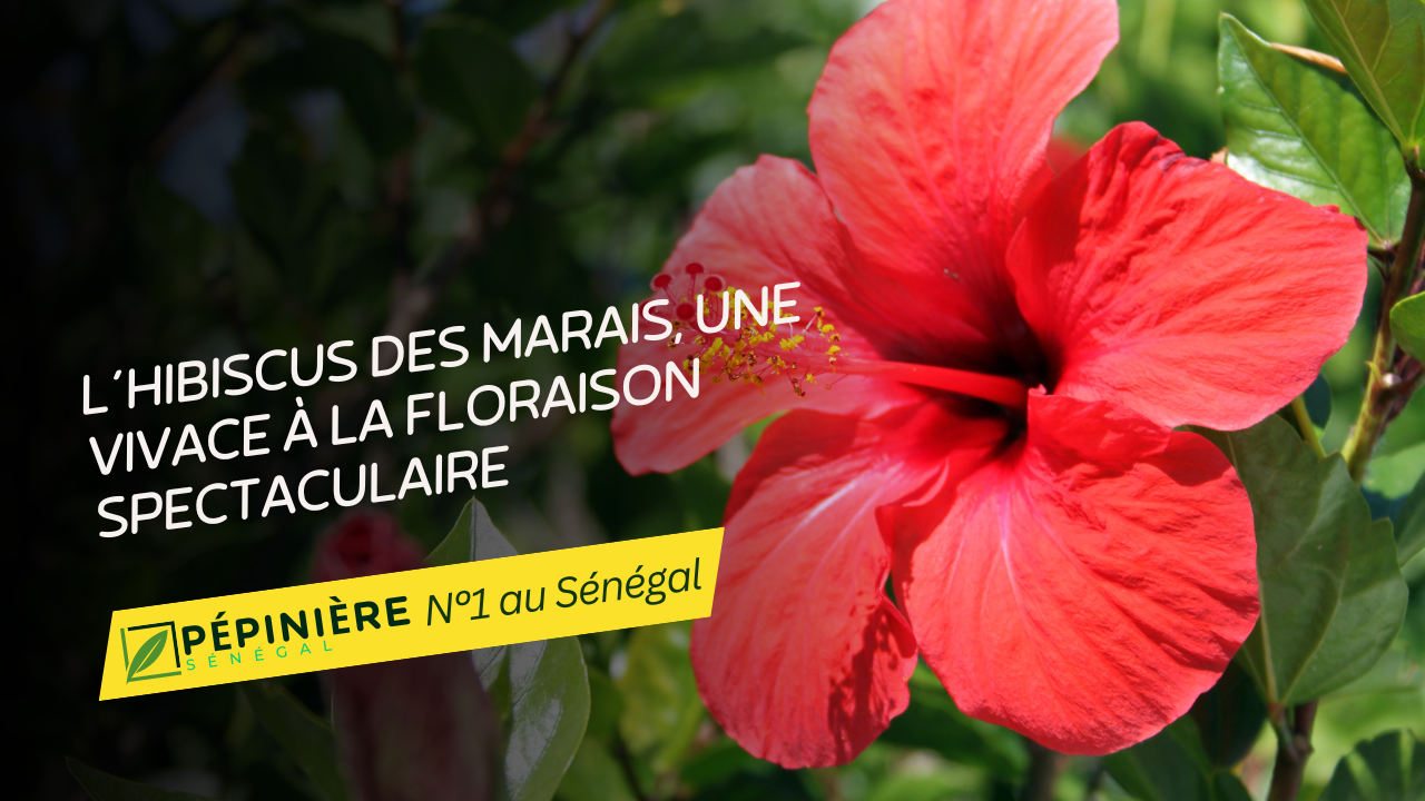 L'hibiscus des marais, une vivace à la floraison spectaculaire