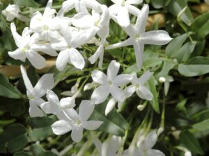 Découvrez la Beauté et l'Élégance du Jasmin chez Pépinière Sénégal