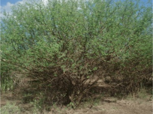 Acacia melifera