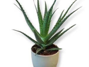 Aloe arborescens