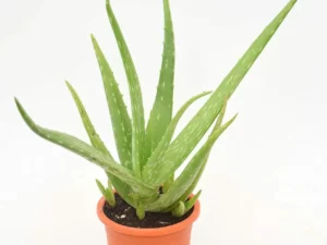 Aloe barbadensis miller