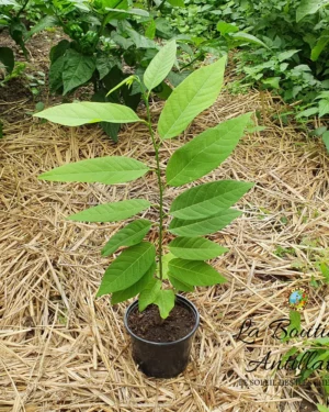 Attier Pomme Cannelle