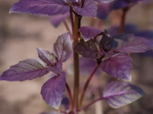 Basilic pourpre