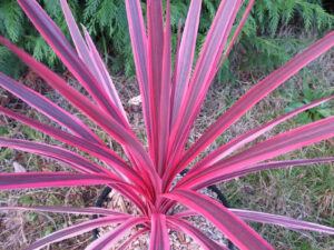 Cordyline Pink Passion