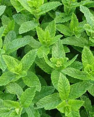 Menthe verte
