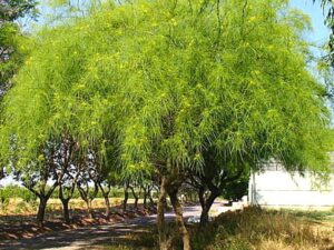 Parkinsonia