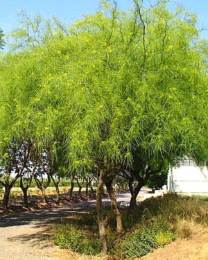 Parkinsonia