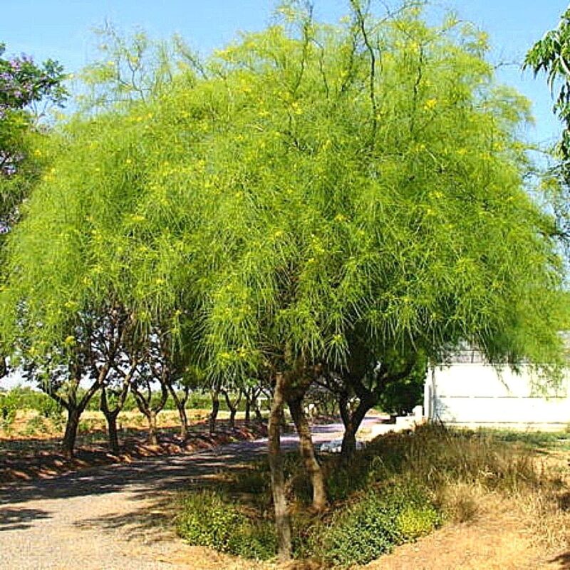 Parkinsonia