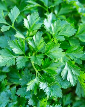 Persil japonais
