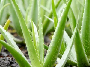 Aloe barbadensis miller