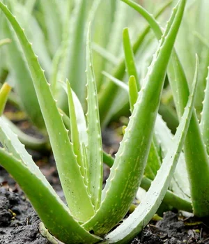 Aloe barbadensis miller