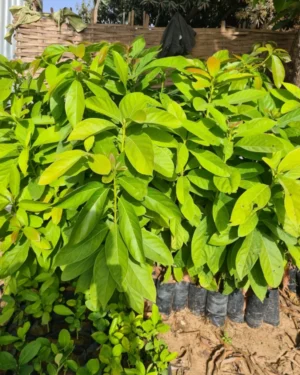 Avocatier Beurre : Cultivez la Richesse Naturelle dans Votre Jardin avec Pépinière Sénégal