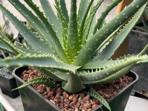 Aloe arborescens : Tout Ce Que Vous Devez Savoir pour une Beauté Naturelle