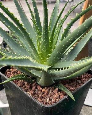 Aloe arborescens : Tout Ce Que Vous Devez Savoir pour une Beauté Naturelle