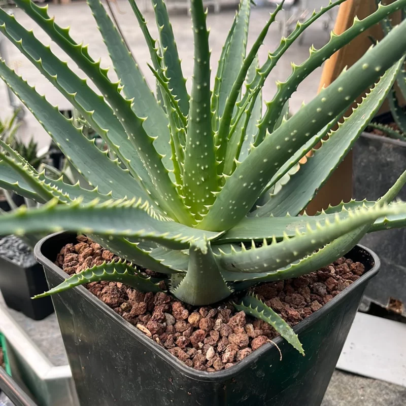 Aloe arborescens : Tout Ce Que Vous Devez Savoir pour une Beauté Naturelle