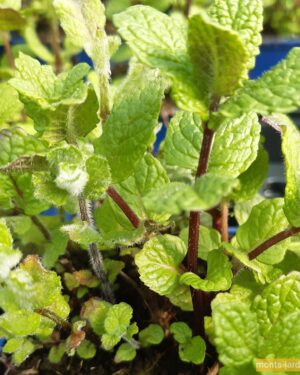 Menthe Marocaine Nanah : L'Arôme Authentique pour Votre Jardin de Pépinière Sénégal