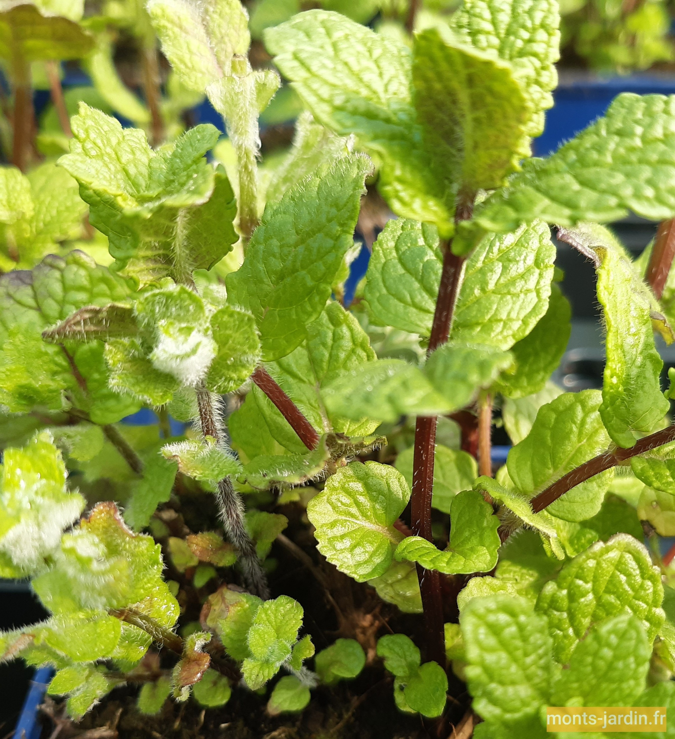 Menthe Marocaine Nanah : L'Arôme Authentique pour Votre Jardin de Pépinière Sénégal