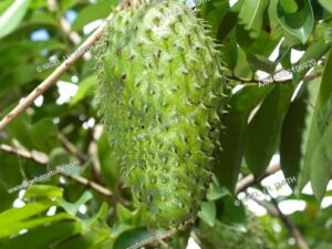 Annona muricata -Corossol