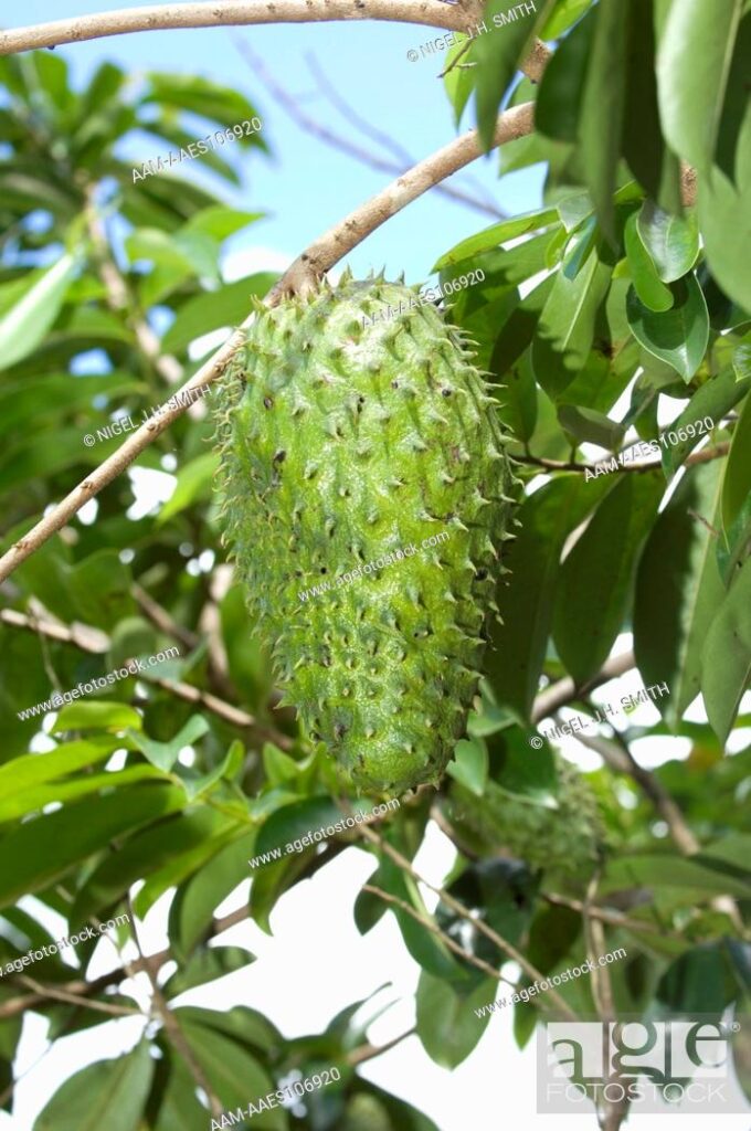Annona muricata -Corossol - Pépinière Sénégal