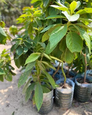 Avocatier-Persea Americana