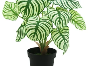 Calathea