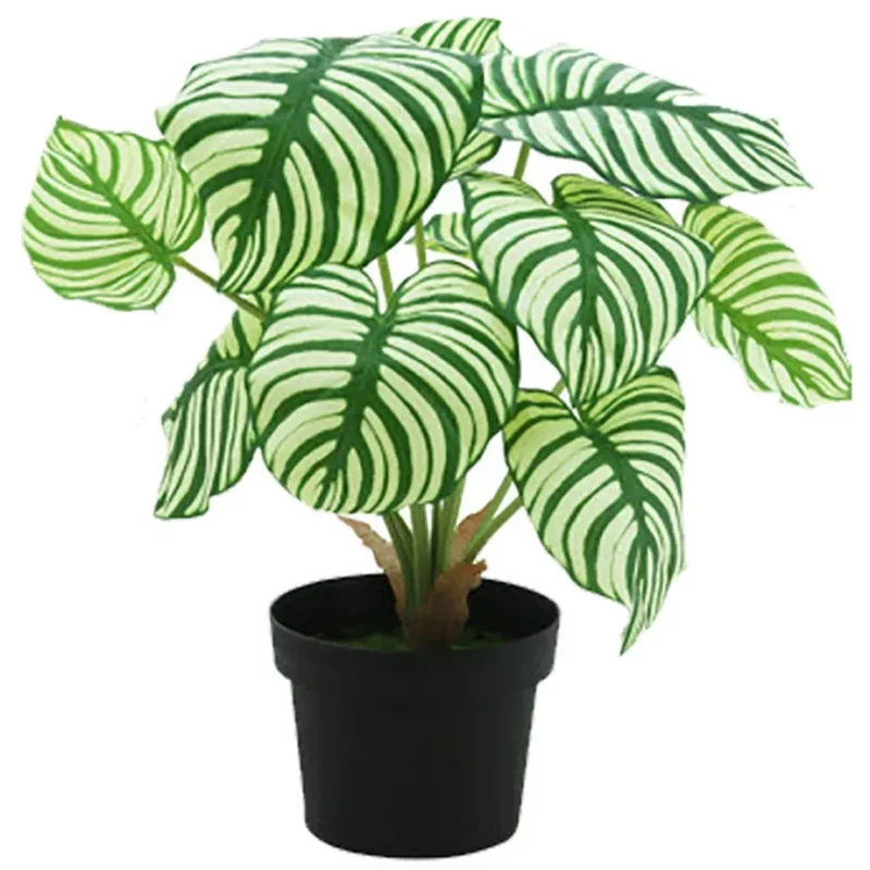 Calathea