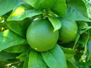 Citrus latifolia ou Lime de Tahiti