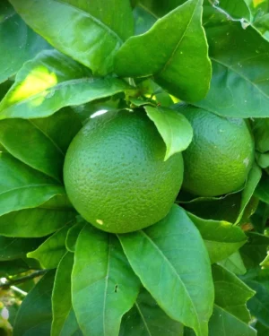 Citrus latifolia ou Lime de Tahiti
