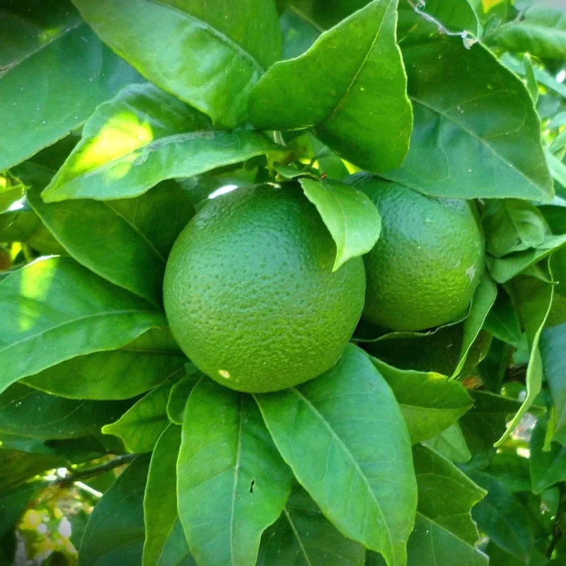 Citrus latifolia ou Lime de Tahiti