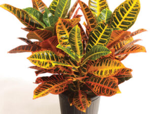 Croton