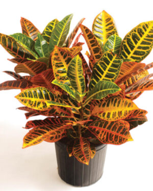 Croton