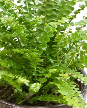 Fougère de Boston