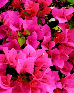 Bougainvillier Rose