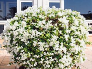 Bougainvillier Blanc