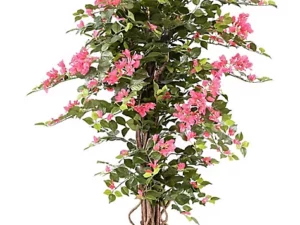 Bougainvillier rose