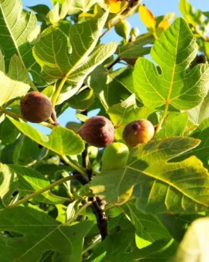 Figuier Rouge de bordeaux