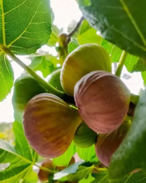 Figuiers GOUTTE D'OR