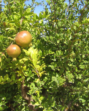 Goyavier MamMouth rouge