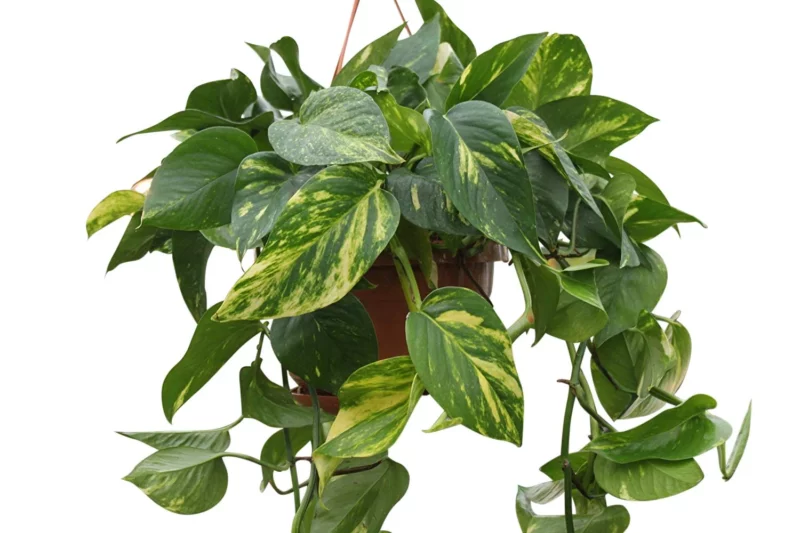 Liane Pothos panaché