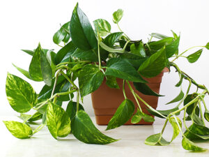 Liane Pothos panaché