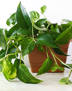 Liane Pothos panaché