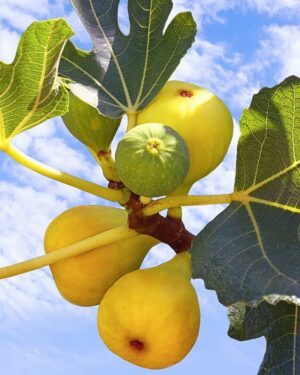Paire de figuiers Rouge de bordeaux et Figue Jaune
