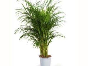 Palmier ARECA