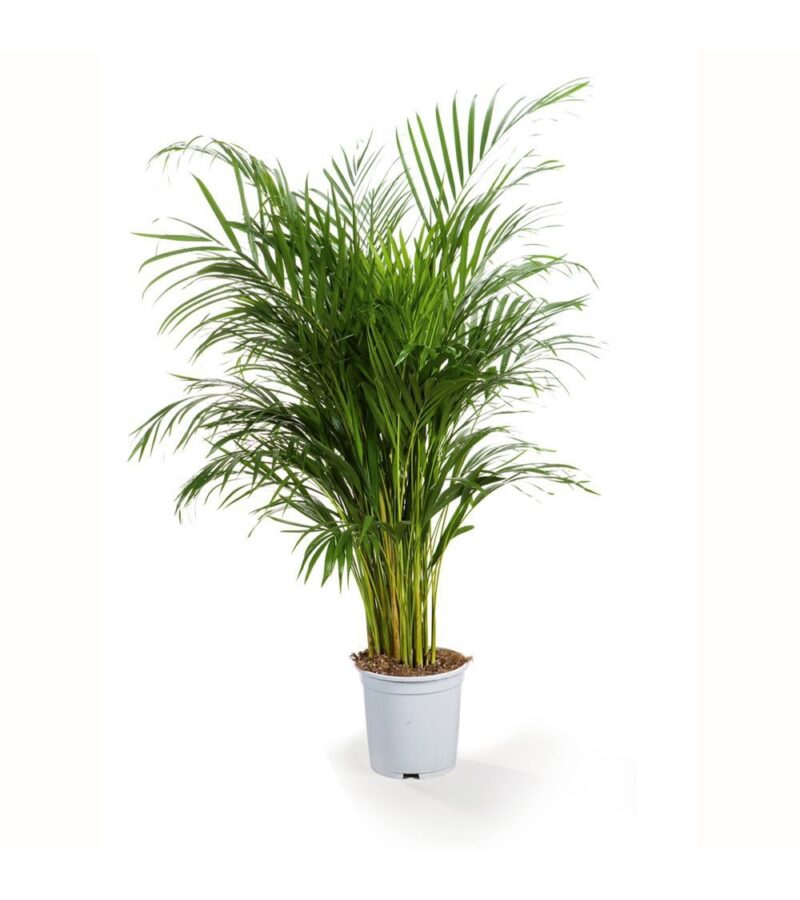 Palmier ARECA