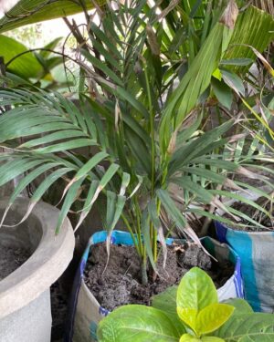 Palmier Areca