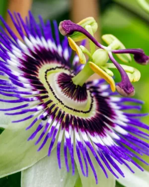 Passiflore fruit de la passion