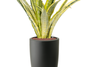 Sansevieria Trifasciata laure