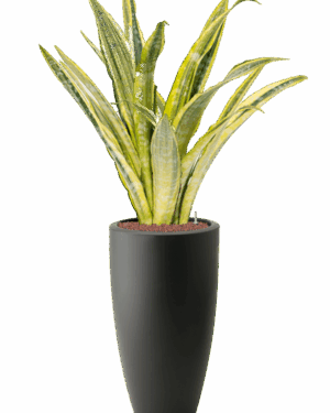 Sansevieria Trifasciata laure